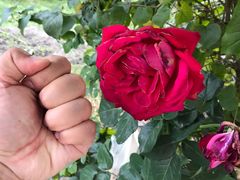 -马白开来特色羊排揪片子  (总店)