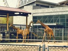 石家庄动物园-石家庄市动物园