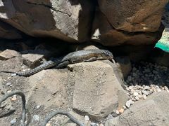 -帕帕拉兹宠物(亚洲旗舰店)