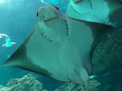 -瑞普利水族馆