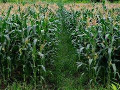 -广富林郊野公园