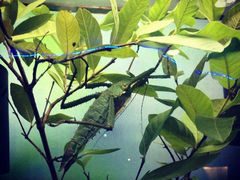 android_upload_pic-上海大自然野生昆虫馆
