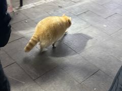 -中环花鸟鱼虫市场