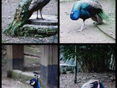 -黔灵山公园