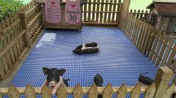 -萌宠亲子动物乐园(槐房万达店)