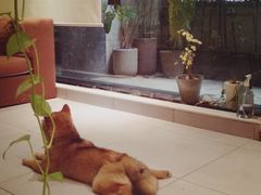 -柴务处·柴犬主题狗咖