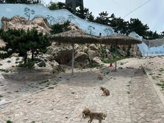 -西霞口神雕山野生动物世界