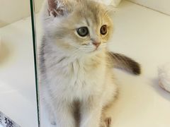 -小猫来了·猫舍(红山六九七九店)