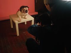-超宠爱宠物摄影-Super pet