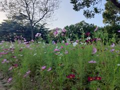 -上海滨江森林公园