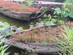 -武清南湖绿博园