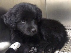 -安安宠医·安宠宠物医院