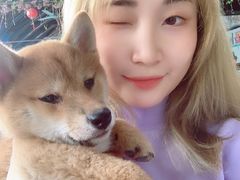 -柴犬高等学院·狗咖·柴犬售卖·宠物训练