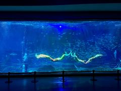 -海合安成都极地海洋公园