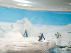 -上海海洋水族馆