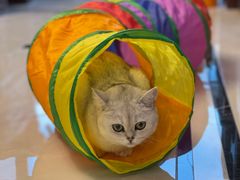 -糯米喵星人总部直营旗舰店·猫舍·幼猫出售