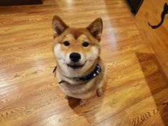 -柴务处·柴犬主题狗咖