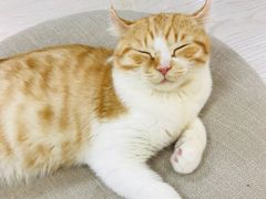 -猫和宫(六道口店)