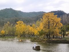 -千年银杏谷文化旅游区