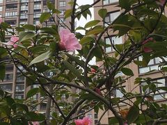 -红樱桃月嫂育婴师(徐汇总店)