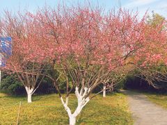 -东湖磨山景区