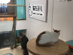 -猫在这儿猫咪咖啡馆·撸猫馆