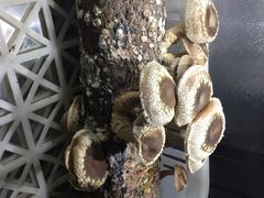 捞王锅物料理(凯旋路店)-捞王锅物料理(凯旋路店)