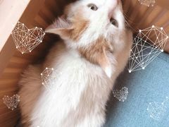 -芭比堂动物医院·犬猫全科·异宠专科(雁塔分院)