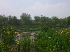 -新江湾城公园