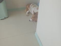 -怪兽屋·羊驼·猫咖·狗咖(俊华广场店)