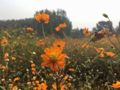 -北京东方普罗旺斯薰衣草庄园