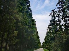 -黄海国家森林公园