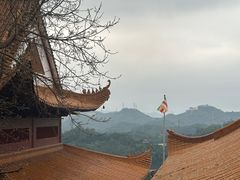 -深圳仙湖植物园