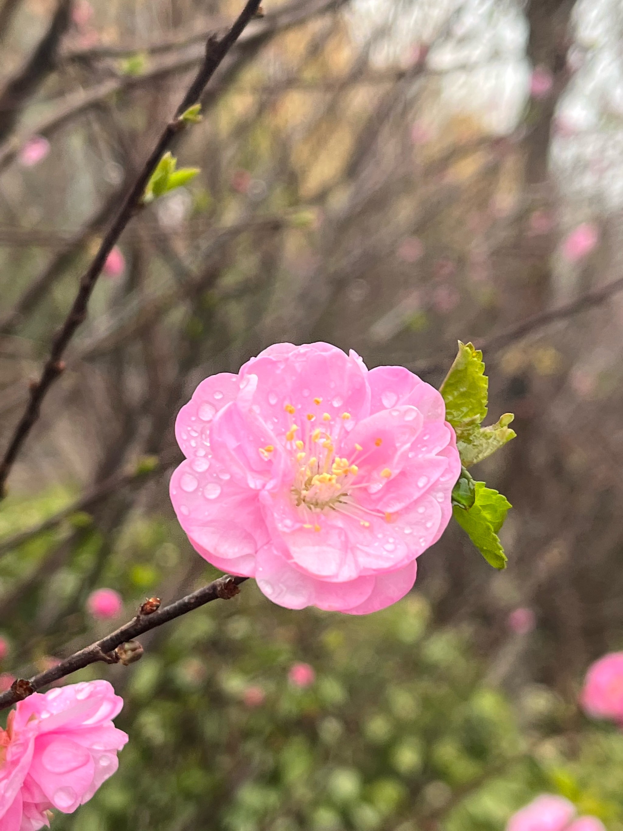 春天的气息梅花初绽