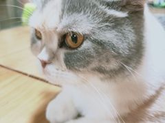 -藦茜花园宠物主题亲子互动体验馆(国顺东路店)