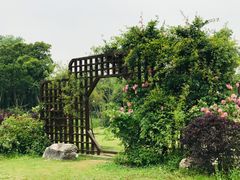 -鹅湖玫瑰文化园