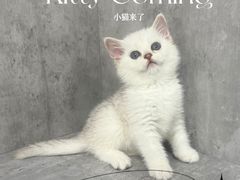 -小猫来了·猫舍(红山六九七九店)
