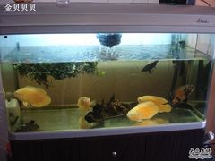 观赏鱼-柿子树炭烤羊腿(金台路店)