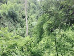 -西双版纳原始森林公园