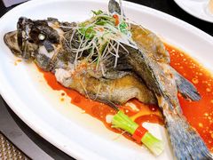 清蒸龙胆鱼-紫阳海鲜楼·传承闽味(长乐路总店)