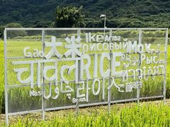 -艾米稻香小镇
