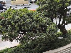 -浅深Cheersum(曹杨店)