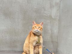 -Again Coffee Roaster(香蜜湖店)