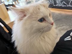-瞄一喵猫咖(格力海岸店)