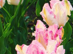 -北京植物园-展览温室