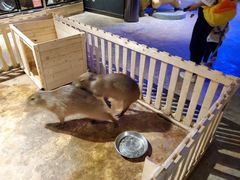 -zoonana室内动物园(东方福来德店)