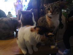 -平行世界·猫咖(首经贸店)