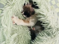 -琪喵猫屋·撸猫猫咖·猫舍