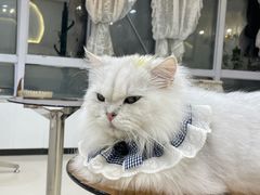 -共舞时光猫咖·狗咖(新街口店)