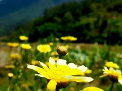 -集美鳌园景区
